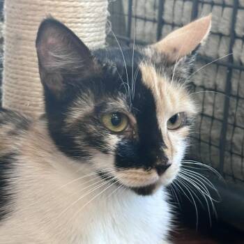 Eevee -  Domestic Short Hair Cat for Adoption in Saratoga Springs, New York - Eevee | PetCurious
