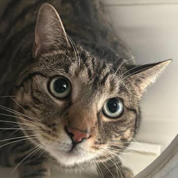 Domestic Short Hair Cats Available for Adoption - Jazzy | PetCurious