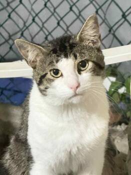 Rescue Domestic Short Hair Cats for Adoption in Philadelphia, Pennsylvania - Flash | PetCurious