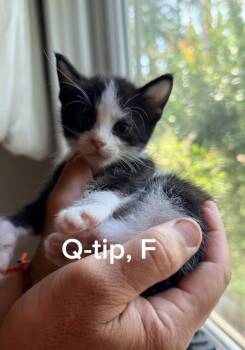 Q-tip -  Domestic Short Hair Cat for Adoption in Shrewsbury, Massachusetts - Q-tip | PetCurious