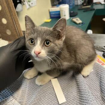 Sensodyne -  Domestic Short Hair Cat for Adoption in Pasadena, California - Sensodyne | PetCurious