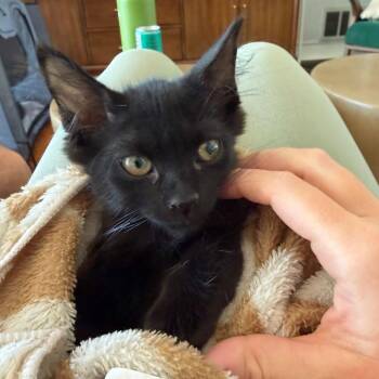Guiness -  Domestic Short Hair Cat for Adoption in Las Vegas, Nevada - Guiness | PetCurious
