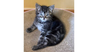 Rescue Domestic Short Hair Cats for Adoption in New Cumberland, West Virginia - Dahlia | PetCurious