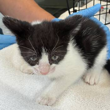 Rascal Roo -  Domestic Short Hair Cat for Adoption in Ojai, California - Rascal Roo | PetCurious