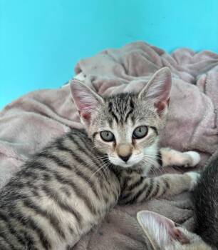 Tabby and Domestic Short Hair Cats Available for Adoption in Georgetown, Kentucky - Bamboozled | PetCurious