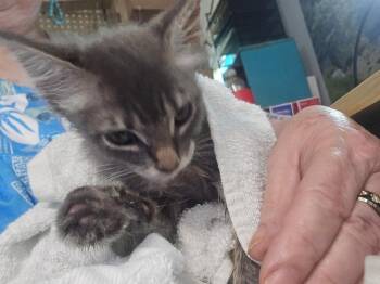 Arashi -  Domestic Long Hair and Maine Coon Cat for Adoption in New Braunfels, Texas - Arashi | PetCurious