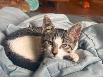 Pebble -  Domestic Short Hair Cat for Adoption in Augusta, Georgia - Pebble | PetCurious