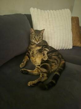 Jasper -  Domestic Short Hair Cat for Adoption in Bellmawr, New Jersey - Jasper | PetCurious