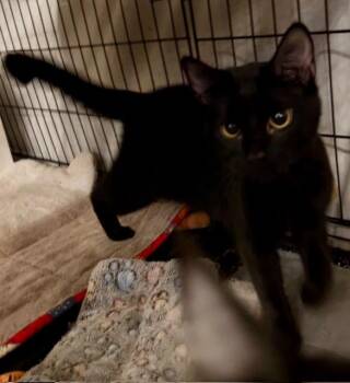 Rescue Domestic Short Hair Cats for Adoption in Lake Ozark, Missouri - TWINKLE | PetCurious