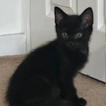 Climber -  Domestic Short Hair Cat for Adoption in Dayton, Ohio - Climber | PetCurious