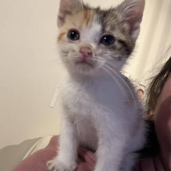 Coco Chanel -  Calico Cat Available for Adoption in Grand Haven, Michigan - Coco Chanel | PetCurious