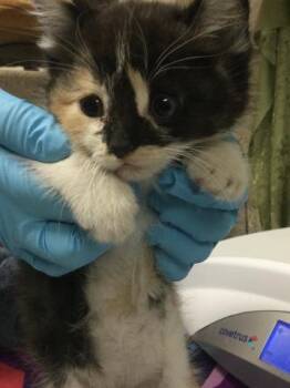 KELLY -  Domestic Short Hair Cat for Adoption in Riverside, California - KELLY | PetCurious