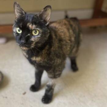 Domestic Short Hair Cats Available for Adoption in East Montpelier, Vermont - Eva | PetCurious