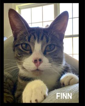 Rescue Domestic Short Hair Cats for Adoption in Fort Worth, Texas - Finn | PetCurious