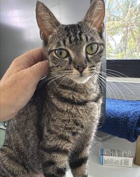 Nala -  Domestic Short Hair Cat for Adoption in Sunrise, Florida - Nala | PetCurious