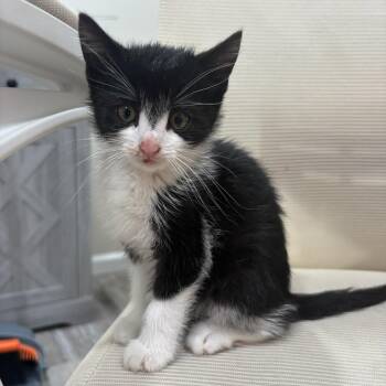 Aladdin & Jasmine -  Tuxedo Cat for Adoption in Closter, New Jersey - Aladdin & Jasmine | PetCurious