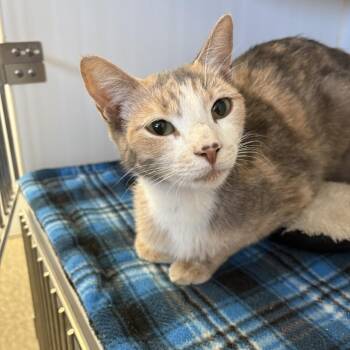 Sherbet -  Domestic Short Hair Cat for Adoption in Grass Valley, California - Sherbet | PetCurious