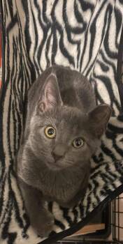 Rescue Domestic Short Hair Cats for Adoption in New Baltimore, Michigan - Tostada | PetCurious