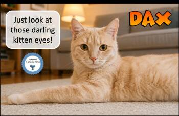 Dax -  Domestic Short Hair Cat Available for Adoption in Cincinnati, Ohio - Dax | PetCurious