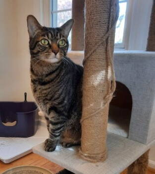 Rescue Domestic Short Hair Cats for Adoption in Reston, Virginia - Stanley | PetCurious