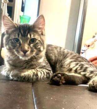 Rescue Domestic Medium Hair Cats for Adoption in Pasco, Washington - Honey | PetCurious