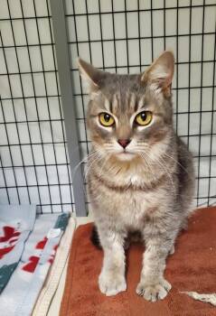 Domestic Short Hair Cats Available for Adoption - Silver | PetCurious