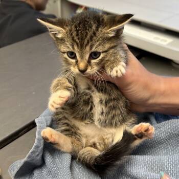 Rescue Domestic Short Hair Cats for Adoption in Ruckersville, Virginia - Big Mac | PetCurious