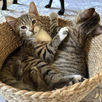 Megaphone -  Domestic Short Hair Cat for Adoption in Portage, Michigan - Megaphone | PetCurious