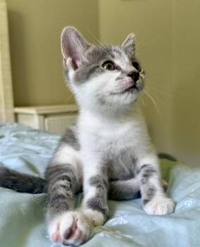 A1265544 -  Domestic Short Hair Cat for Adoption in Charlotte, North Carolina - A1265544 | PetCurious