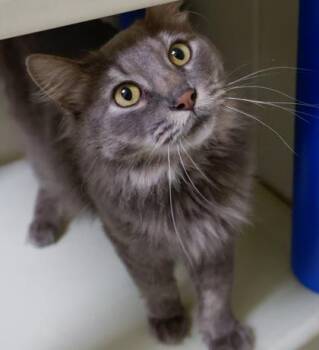 Big Brother -  Domestic Long Hair and Domestic Short Hair Cat for Adoption in Baraboo, Wisconsin - Big Brother | PetCurious