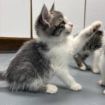 Rescue Domestic Short Hair Cats for Adoption in Crookston, Minnesota - Smokey | PetCurious