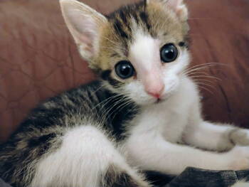 Rescue Tabby Cats for Adoption in Fort Myers, Florida - Miss Phoenix | PetCurious