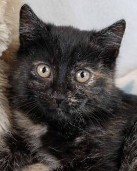 Rescue Domestic Short Hair and Tortoiseshell Cats for Adoption in Kennesaw, Georgia - Kamilla | PetCurious