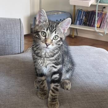 Duke -  Domestic Short Hair Cat for Adoption in Renton, Washington - Duke | PetCurious