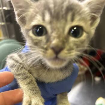 IVHS-Stray-140585 -  Domestic Short Hair Cat for Adoption in San Gabriel, California - IVHS-Stray-140585 | PetCurious