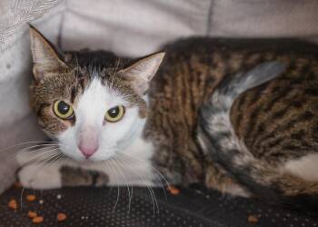 Maverick -  Domestic Short Hair Cat for Adoption in Boise, Idaho - Maverick | PetCurious
