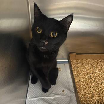 WAGS-Stray-22583 -  Domestic Short Hair Cat for Adoption in Westminster, California - WAGS-Stray-22583 | PetCurious
