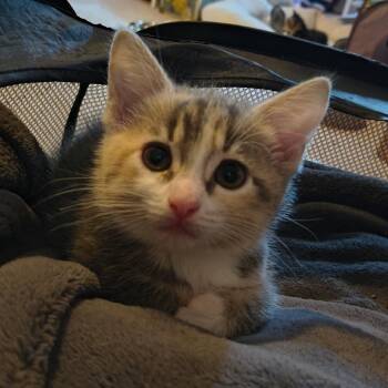 Petal Cappuccino -  Domestic Short Hair Cat for Adoption in Columbia, Missouri - Petal Cappuccino | PetCurious