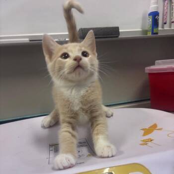 Eric -  Domestic Short Hair Cat for Adoption in Mocksville, North Carolina - Eric | PetCurious