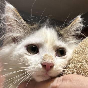 Daemon -  Domestic Long Hair Cat for Adoption - Daemon | PetCurious