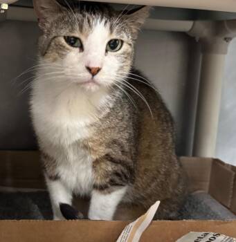 Slim -  Domestic Short Hair Cat for Adoption in Cincinnati, Ohio - Slim | PetCurious