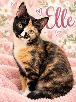 Elle -  Calico Cat for Adoption in Midlothian, Texas - Elle | PetCurious