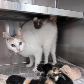 Mama Sherbet Houston -  Domestic Short Hair Cat for Adoption in Denver, Colorado - Mama Sherbet Houston | PetCurious