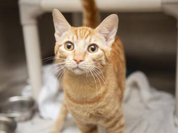 BOB -  Domestic Short Hair Cat for Adoption in Phoenix, Arizona - BOB | PetCurious