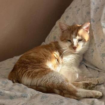 Domestic Short Hair Cats Available for Adoption in Nampa, Idaho - Trip | PetCurious