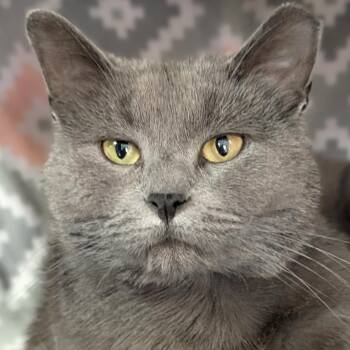 Domestic Short Hair Cats Available for Adoption - Trey | PetCurious