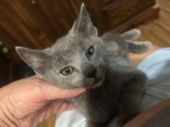 Rescue Domestic Short Hair Cats for Adoption in Everettville, West Virginia - Sarah | PetCurious