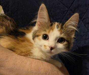 Rescue Domestic Short Hair Cats for Adoption in Anderson, Indiana - Spotted Leaf | PetCurious