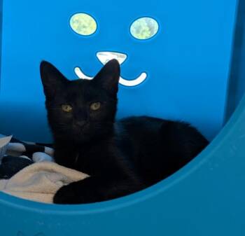 MARGARET -  Domestic Short Hair Cat for Adoption in Leesburg, Virginia - MARGARET | PetCurious