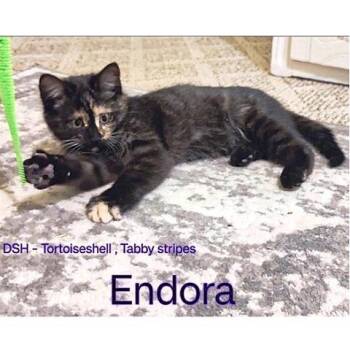 Rescue Tortoiseshell Cats for Adoption in Millcreek, Utah - Endora | PetCurious